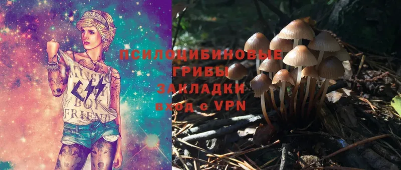 как найти   Трубчевск  Псилоцибиновые грибы Psilocybe 